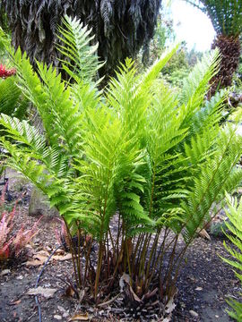 Image of Todea barbara (L.) Moore