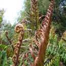 Image of Shore hard fern