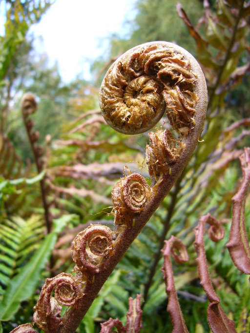 Image of Shore hard fern