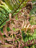 Слика од <i>Blechnum blechnoides</i>