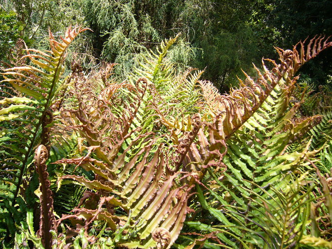 Слика од <i>Blechnum blechnoides</i>