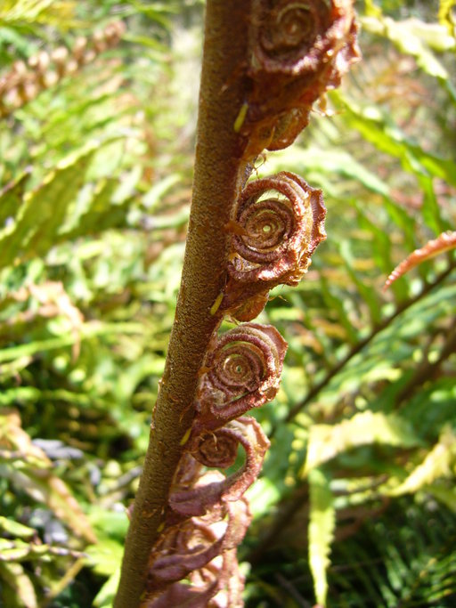 Слика од <i>Blechnum blechnoides</i>