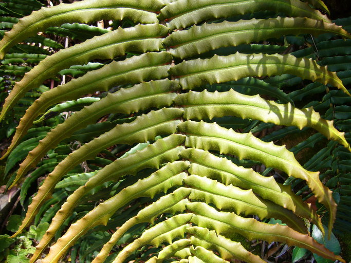 Image of Shore hard fern