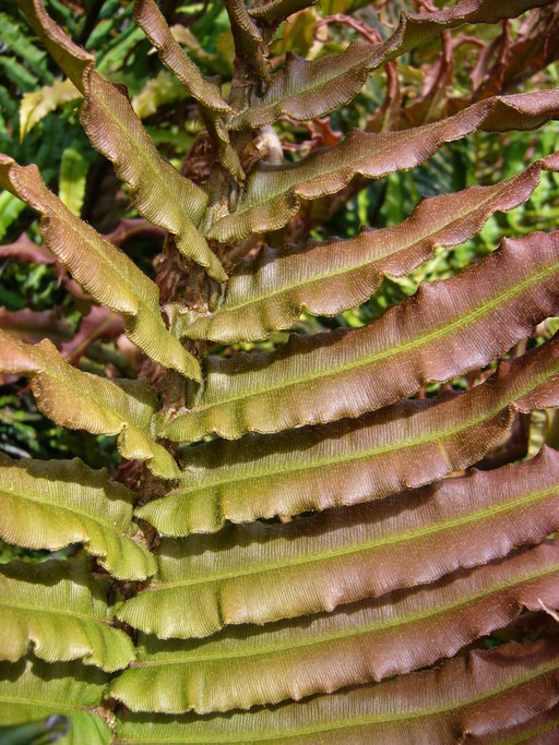 Imagem de <i>Blechnum blechnoides</i>