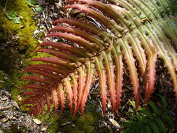 Image of Shore hard fern