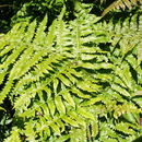 Image of vegetable fern