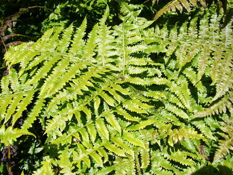 Image of vegetable fern