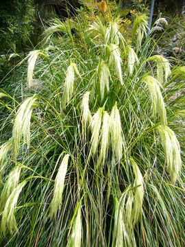 Image of Chionochloa flavicans Zotov