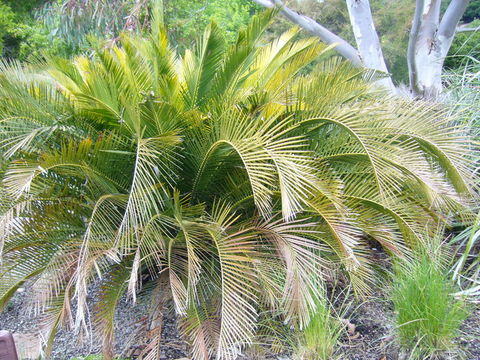 Image de Macrozamia moorei F. Muell.