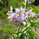 Image of <i>Solanum ligustrinum</i>