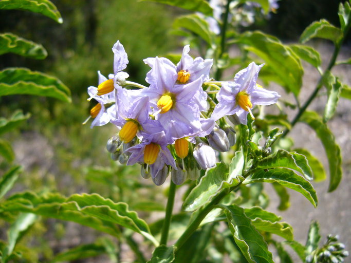 Image of <i>Solanum ligustrinum</i>