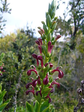 Image of Lobelia polyphylla Hook. & Arn.