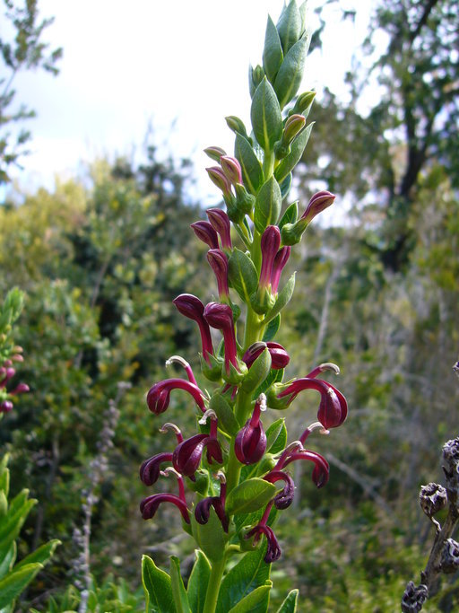 Image de Lobelia polyphylla Hook. & Arn.