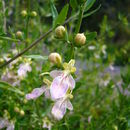 Image of Teucrium bicolor Sm.