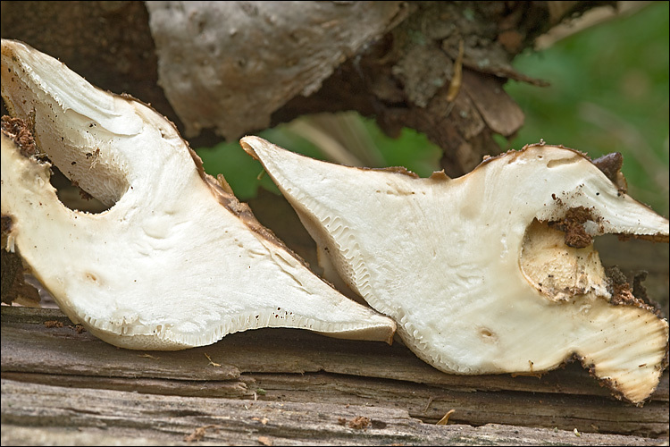 Image de Polypore écailleux