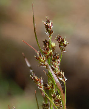 Image of Pacific woodrush