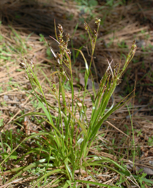 Image of Pacific woodrush