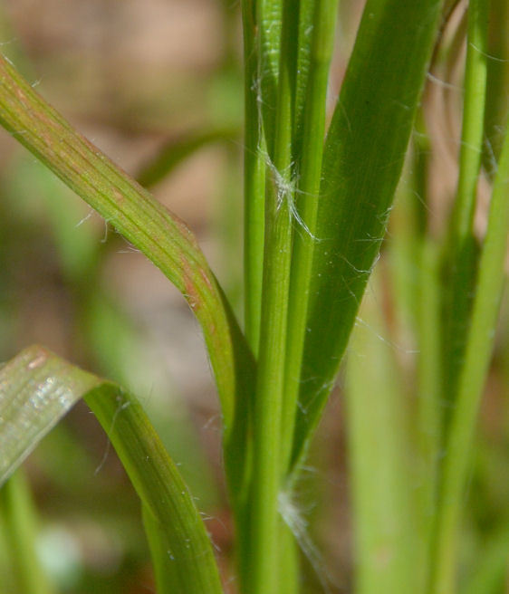 Image of Pacific woodrush