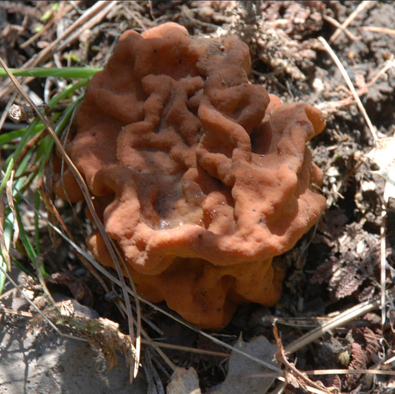 Image of Gyromitra esculenta (Pers.) Fr. 1849