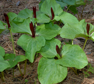 Imagem de Trillium angustipetalum (Torr.) J. D. Freeman