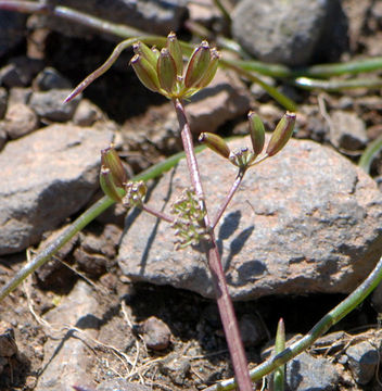 Lomatium stebbinsii M. A. Schlessman & L. Constance的圖片