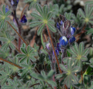 Plancia ëd Lupinus concinnus J. Agardh