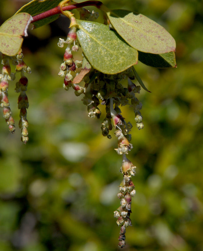 Image of bearbrush