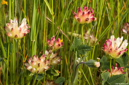 Image de Trifolium fucatum Lindl.