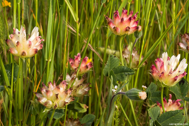 Image de Trifolium fucatum Lindl.