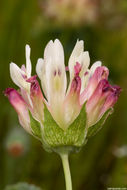 Image de Trifolium fucatum Lindl.