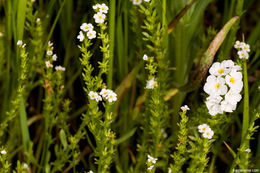 Image of stalked popcornflower