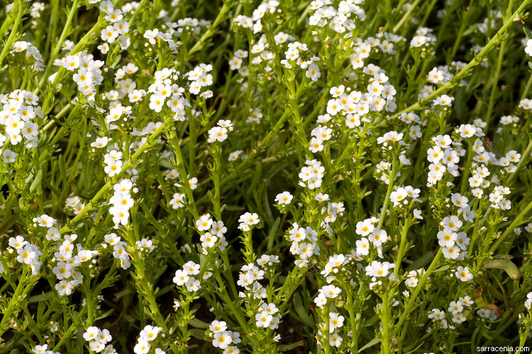 Image of stalked popcornflower