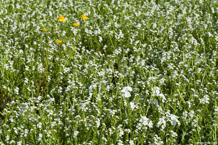 Image of stalked popcornflower