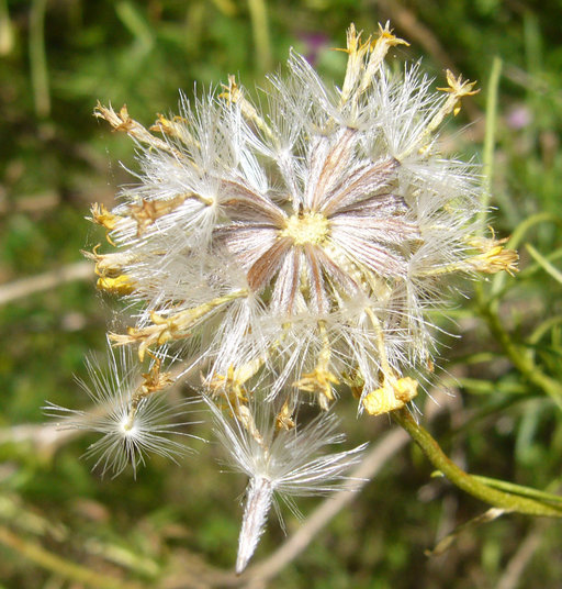 Image of narrowleaf goldenbush