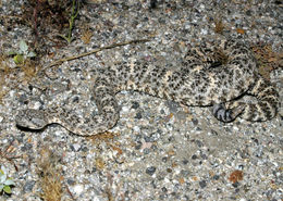 صورة Crotalus mitchellii (Cope 1861)