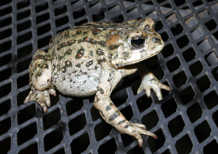 Image of western toad