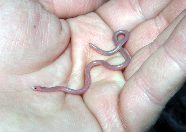 Image of Western Blind Snake