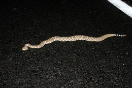 Image de Crotalus atrox Baird & Girard 1853