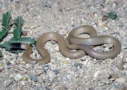 Image of Western Blackhead Snake