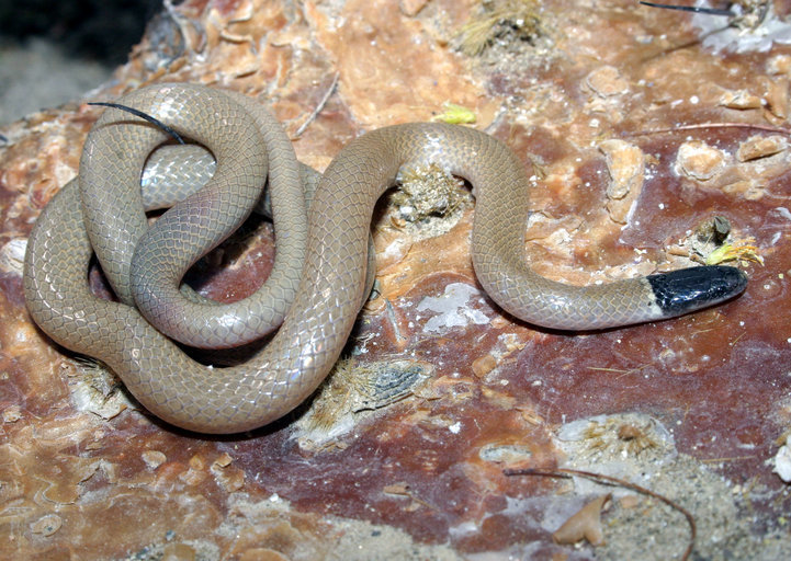 Image of Western Blackhead Snake