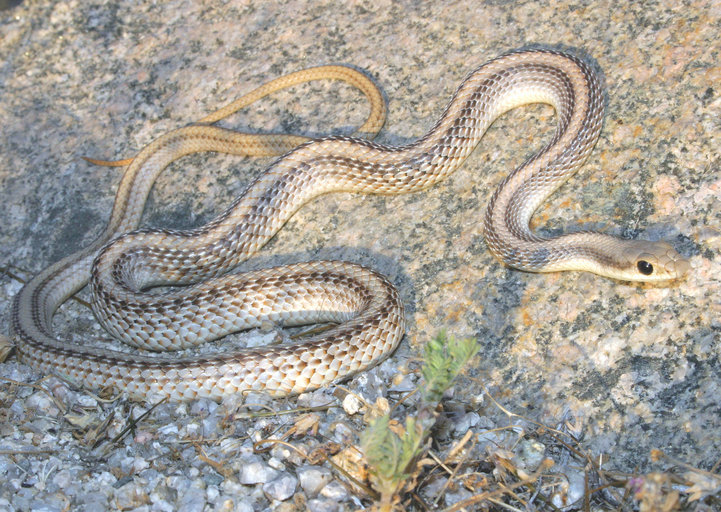 Image of Western Patch-nosed Snake