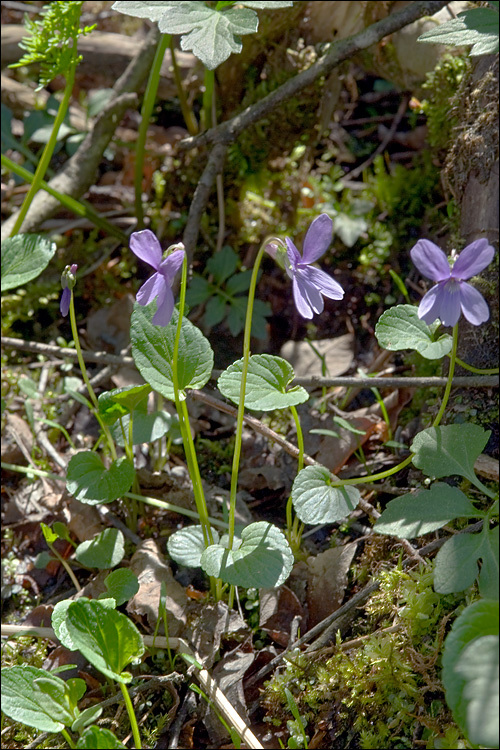 Image de Viola uliginosa Besser