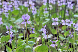 Image of Viola uliginosa Besser