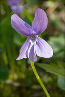 Image of Viola uliginosa Besser