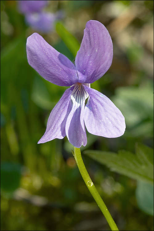 Image de Viola uliginosa Besser