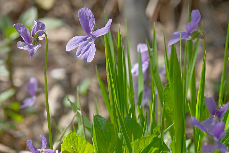 Image of Viola uliginosa Besser