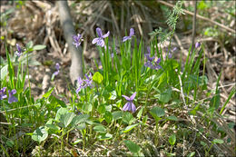 Image of Viola uliginosa Besser