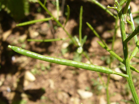 Image of American yellowrocket