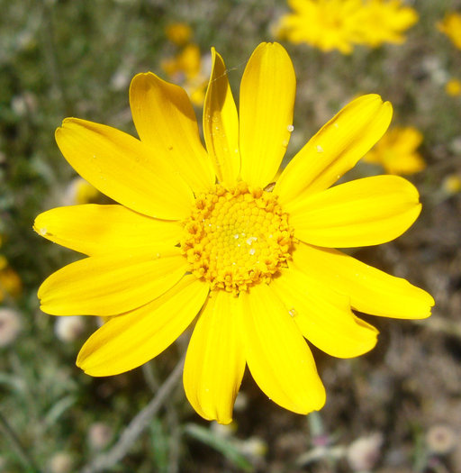 Image of Common Woolly Sunflower