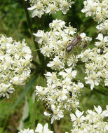 Image of common cowparsnip